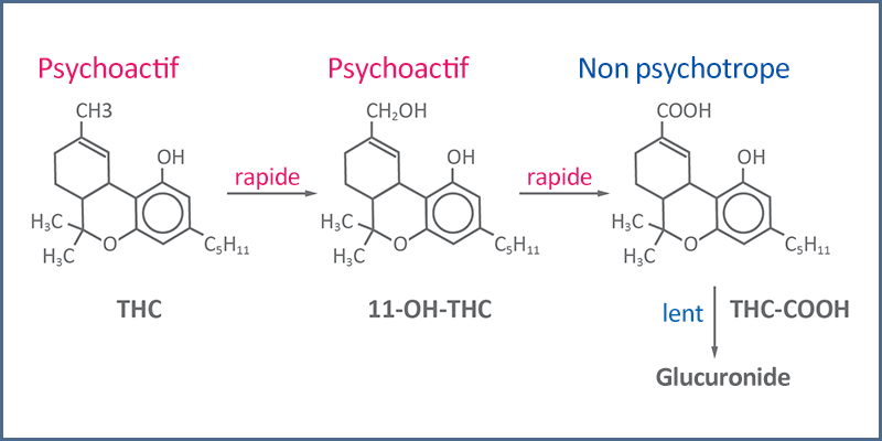 Figure 1 - métabolisme THC (adapté de Musshoff et Madea, 2006)